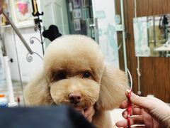 -鑫艺宠物美容培训学校