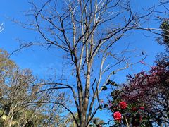 -EG Waterhouse Camellia Gardens Sutherland Shire