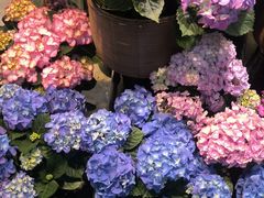 -双季花艺园艺市场(浦东店)