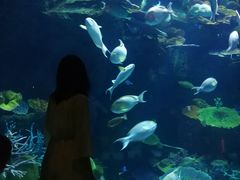 -暹罗海洋世界