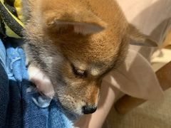 -逗柴咖啡屋·狗咖猫咖宠物桌游