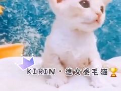-十年猫舍·猫咪专门店(普陀店)