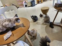 -藏猫猫咖啡主题馆(中央大道店)