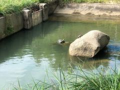 -广东惠东海龟国家级自然保护区