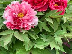 -莲花池公园