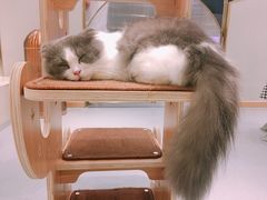 -飞行喵MR PILOT|猫舍·猫咖(静安大融城店)