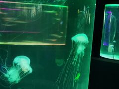 -苏州海洋馆