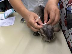 -瑞派动物医院·猫专科·至诚(江南中分院)