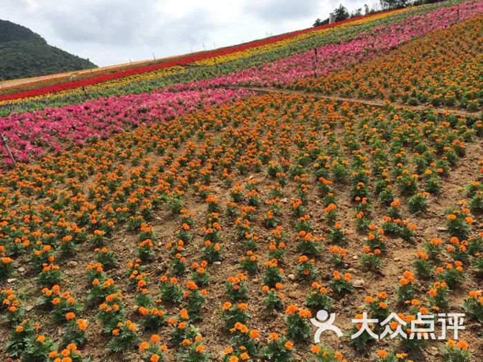 东部华侨城茶溪谷四季花海图片 第97张