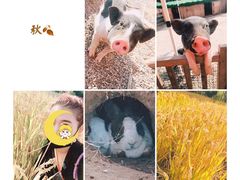 -前小桔亲子创意农场·草莓采摘·露营烧烤