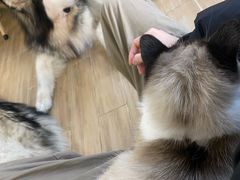 -李小姐の猫咖啡馆(五角场店)