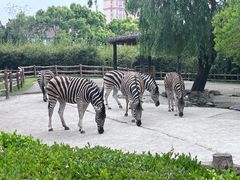 -上海野生动物园