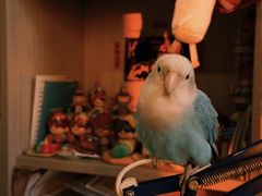 -立德异宠动物医院.兔鸟爬.内窥镜(天河店)