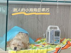 -爱派特动物医院·全科诊疗中心