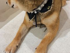 -柴务处·柴犬主题狗咖