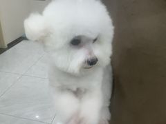 -安安宠医宠物医院·异宠·犬猫内科(岳阳分院)