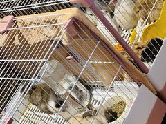 -猫猫幼稚园·撸猫·桌游·电玩