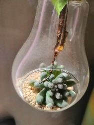 点击看大图 -雅曼妮spa美容养生