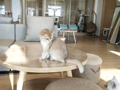 -猫腻·猫咖·撸猫馆(星光大道店)