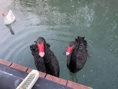 -思念果岭悦温泉