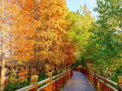 -溱湖国家湿地公园