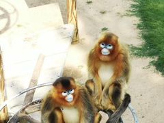 -西霞口神雕山野生动物世界