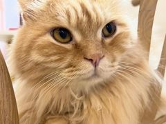 -猫咪派对(江南西店)