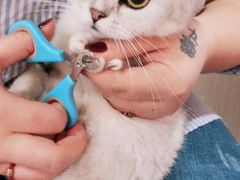 -十年猫舍·猫咪专门店(普陀店)