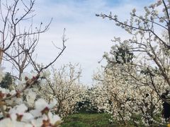 -樱桃山旅游景区