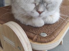 -飞行喵MR PILOT|猫舍·猫咖(静安大融城店)