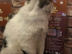 -喵园·猫主题咖啡厅·撸猫·猫咖(国贸店)