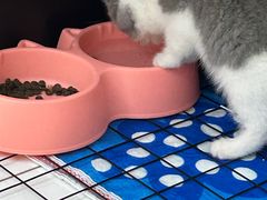 -欣宠猫屋·矮脚拿破仑·蓝金金渐层