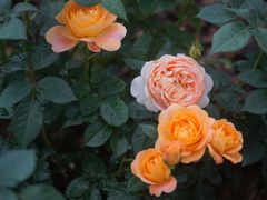 -深圳国际园林花卉博览园