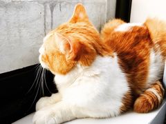 -喵的天空名猫咖啡馆·撸猫·猫舍·用品