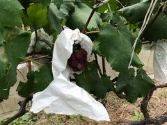 -马陆小张葡萄园农家乐