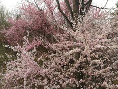 -北京鹫峰国家森林公园