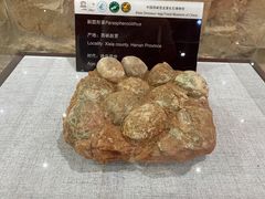 -中国西峡恐龙遗迹园