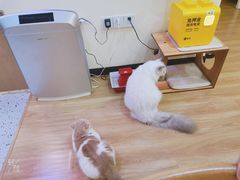 -滚猫咖啡·猫咖·猫友好撸猫(未来城店)