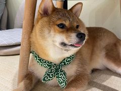 -逗柴咖啡屋·狗咖猫咖宠物桌游