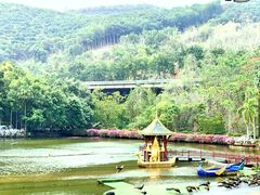 -西双版纳原始森林公园