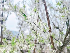 -树山生态村