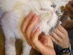 -平行世界·猫咖(首经贸店)