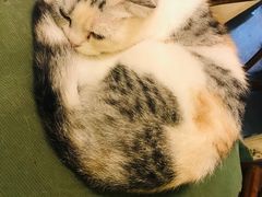 -猫色咖啡·猫咖