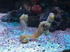 -暹罗海洋世界