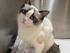 -萌兽医馆·犬猫专科·眼科中心·宠物医院(朝阳门分院)