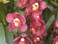 -三圣花乡旅游区