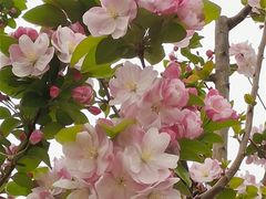 -海棠花溪(元大都城垣遗址公园)