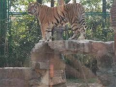 -上海野生动物园老虎餐厅