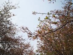 -樱花山风景区