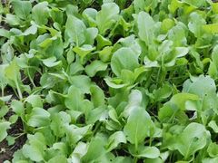 自种原材料-小玲农家柴火饭店